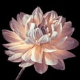 thumbnail image 2 of Frank, Assaf 12x12 White Modern Wood Framed Museum Art Print Titled - Dahlia flower close-up, 2 of 4
