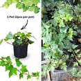 thumbnail image 4 of 2 Pots English Ivy Live Plants, Perennial English Ivy Vine, 4-8" Tall, Fast-Growing Climbing Ivy for Outdoor Garden, Fence, Containers, 4 of 6