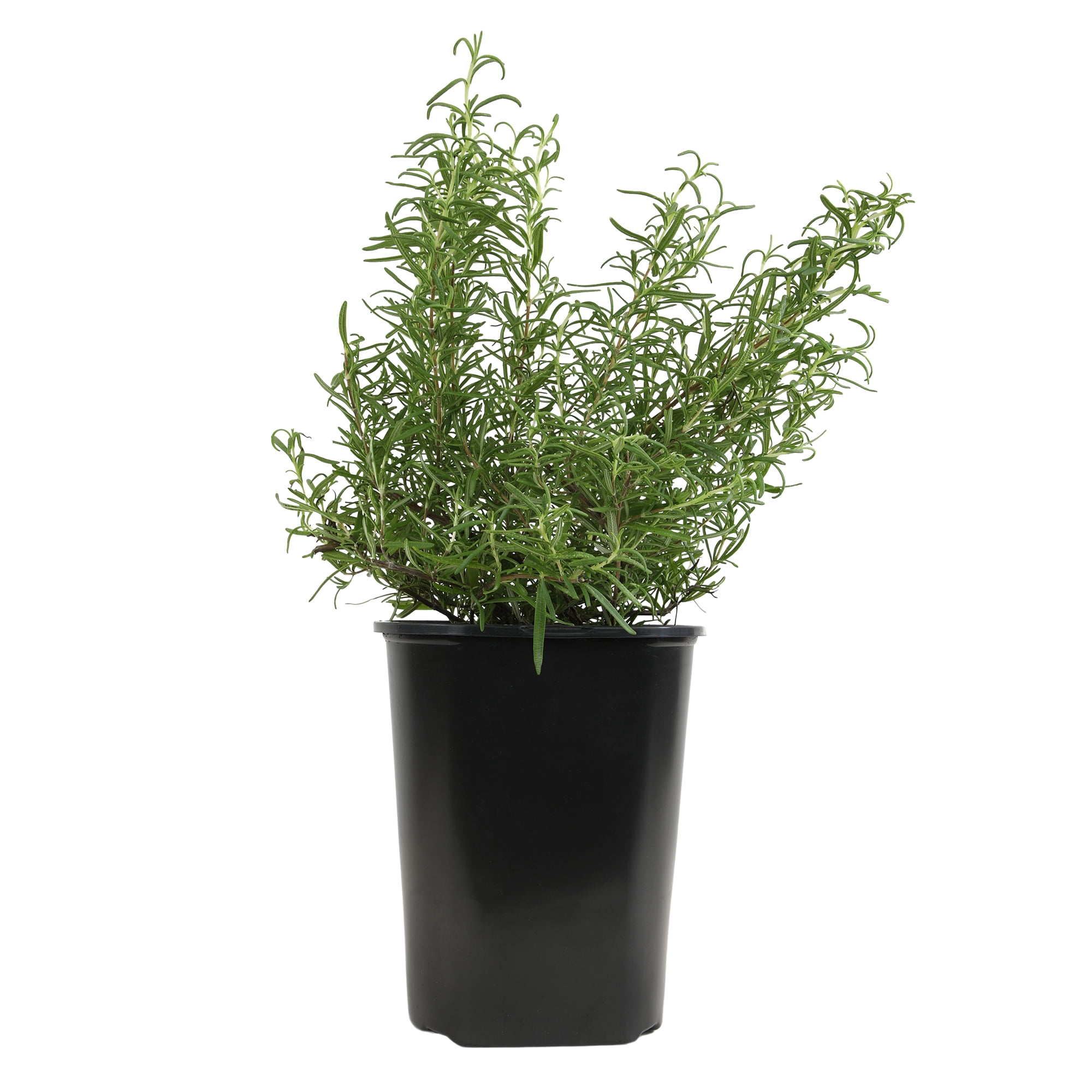 Altman Plants Ornamental Upright Rosemary | 1 gal. Grow Pot; Full Sun | Garden Annual, Outdoor Plant