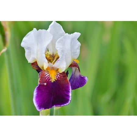 - LAMINATED POSTER Iridaceae Blossom Flower Iris Bloom Lily Plant Poster Print 24 x 36