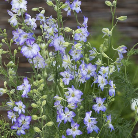 Larkspur Seeds - Frosted Skies - Packet - Blue Flower Seeds, Open Pollinated Seed Attracts Bees, Attracts Butterflies, Attracts Hummingbirds, Attracts Pollinators, Easy to Grow & Maintain, Fast