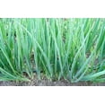 thumbnail image 2 of Green Tokyo Bunching Onion Seeds | 150+ Seed | Grow Your Own Food, Tasty Salad Onions. Made in USA, 2 of 2