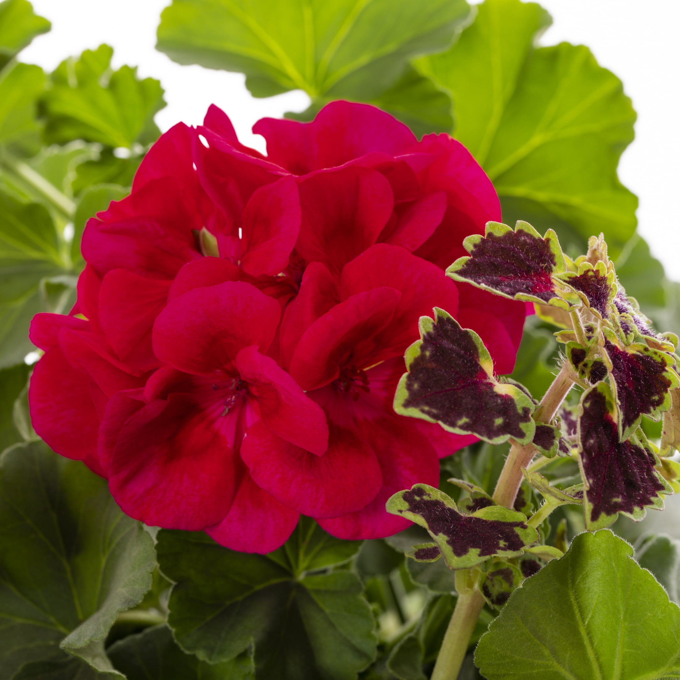 Better Homes & Gardens 1.5gal Multicolor Coleus Geranium Live Annual Plant Sun