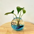 thumbnail image 2 of flor de material cristal Jarrón Florero Terrario de Decorativo, 2 of 3