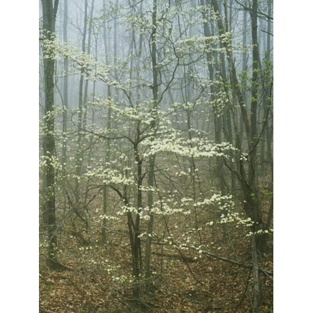 Flowering Dogwood in foggy forest, Appalachian Trail, Shenandoah National Park, Virginia, USA Print Wall Art By Charles
