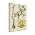 thumbnail image 2 of June Erica Vess 'Vintage Sea Fronds I' Canvas Art, 2 of 3