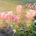 thumbnail image 2 of Electric Sprays Bottle, Rechargeable Battery Powered Sprays, Automatic Plant Sprays, Pump Sprays, Plant Watering Can, 2 of 4