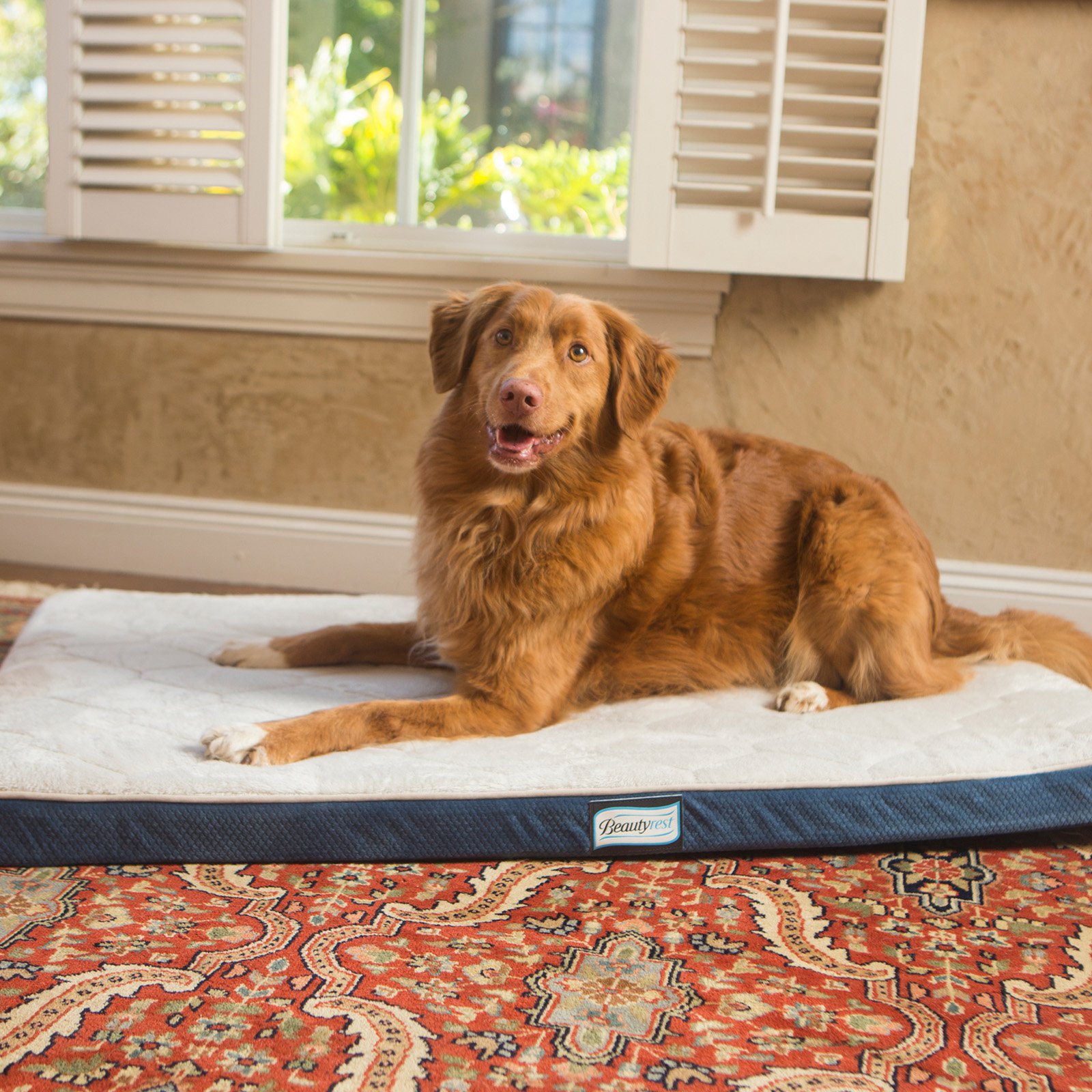 Simmons Thera Bed Orthopedic Memory Foam Dog Bed