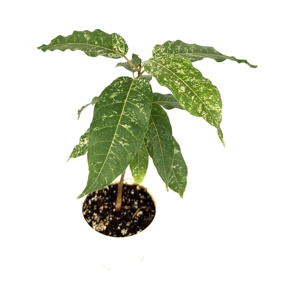 Ficus Aspera Clown Fig Live Potted House Plants Air Purifying Indoor Tree, 4" Pot