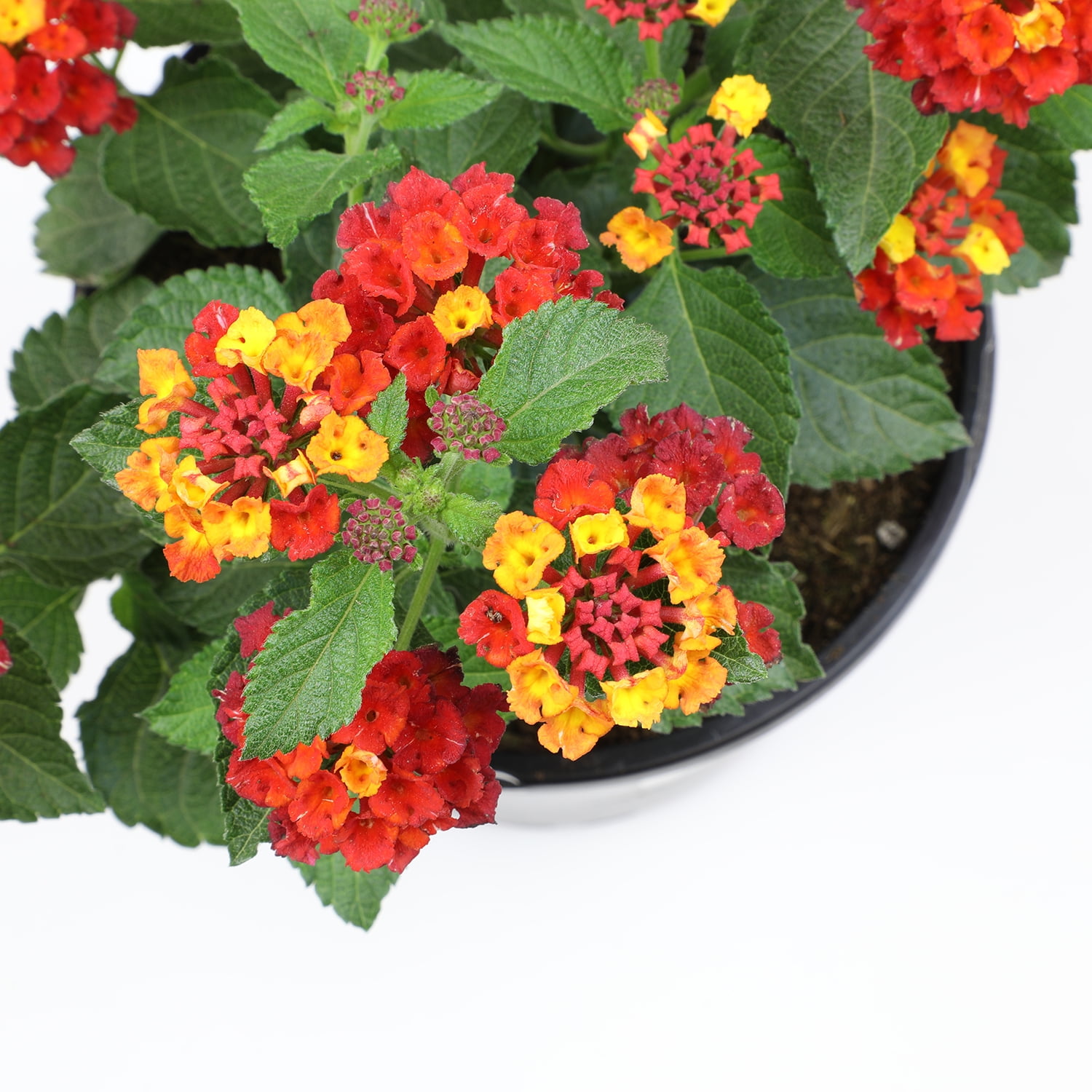 Expert Gardener Dallas Red Lantana Live Plant, 2.5 QT Grow Pot, Direct Sun, Flowering Plant