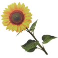 thumbnail image 4 of Vibrant Acrylic Sunflower Garden Stake Ornament for Outdoor Decoration Durable Lawn Display Sign for Parties and Events, 4 of 5