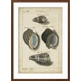 thumbnail image 2 of Art.com Vintage Shell Study III Art Print by Martini, Brown Frame Wall Art, 21" x 29", 2 of 5