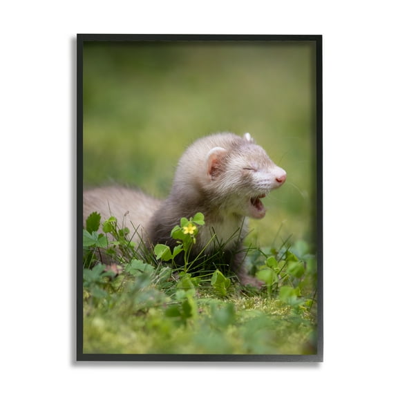 Stupell Industries Baby Ferret in Grass Animals & Insects Photography Black Framed Art Print Wall Art, 11 x 14