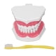 thumbnail image 1 of Modelo de Diente, Modelo de Dientes Cepillado de Dientes Modelo de Diente Humano Modelo de Enseñanza Dental Solución Innovadora NikouMX herramienta, 1 of 8