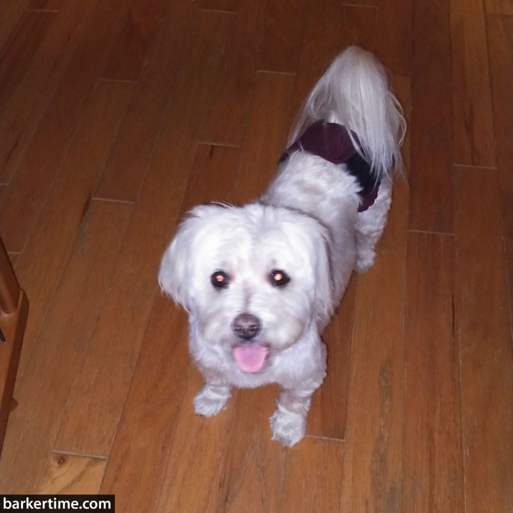 Barkertime Burgundy Dog Diaper Pull-up