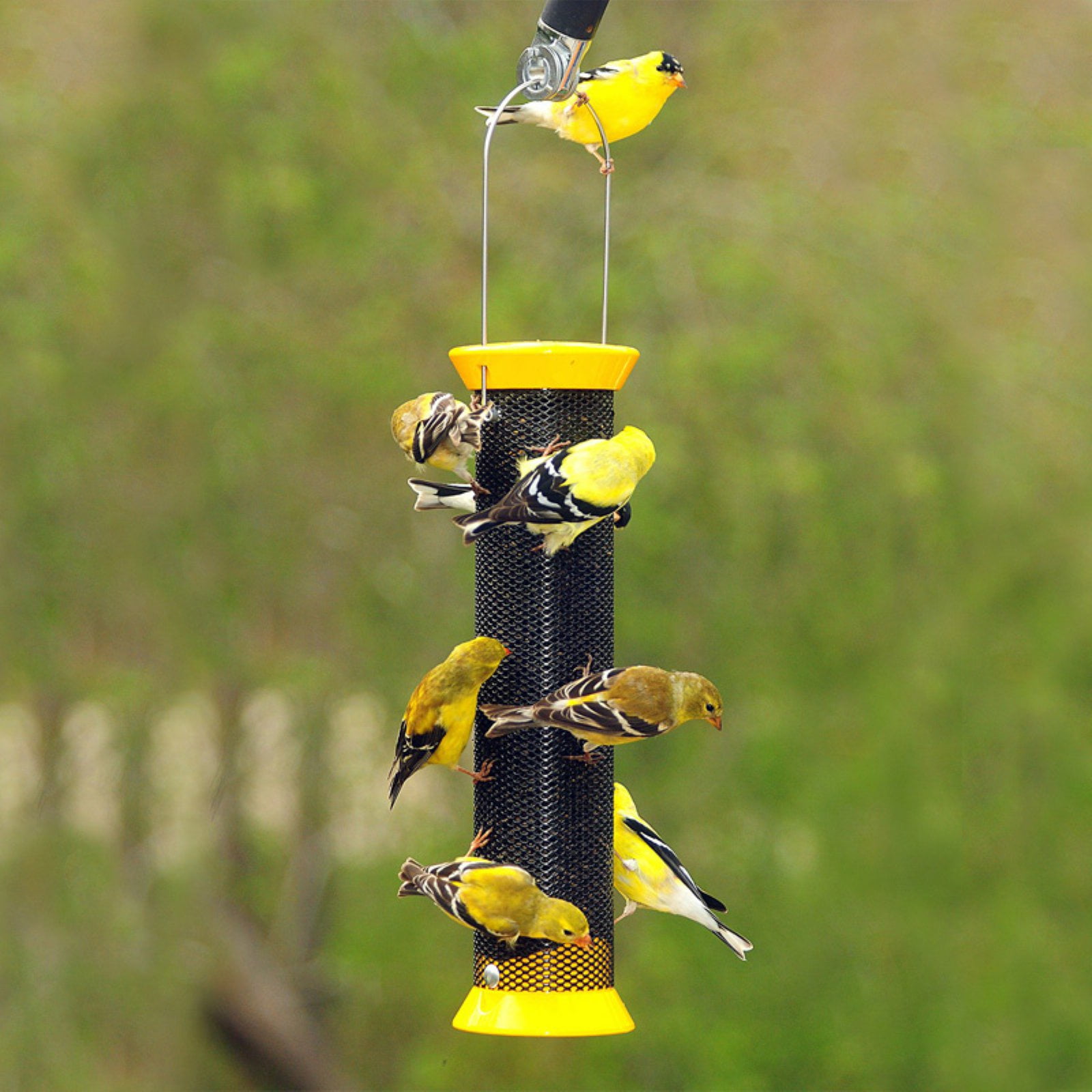 finch feeder finch feeder