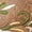 Brown, variant on Cowboy Boots for Women Western Flower Embroidered Ankle Cowgirl Boots Snip Toe Chunky Heel Stitched Retro Classic Boot