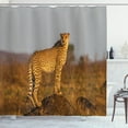 thumbnail image 1 of Ambesonne Savannah Shower Curtain, Wild Cheetah Blurry Back, 69"Wx84"L, Apricot Ginger and Dust, 1 of 3