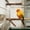 C, variant on Natural Wood Bird Perch, Parrots Rest Stand Tree Branch for Bird Cage, Claw Grinding Stick for Small Birds Playground