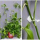 thumbnail image 4 of Bearachild Clips para plantas de 100 piezas, hebilla de accesorio para tallo de flores, soporte para verduras de jardín, soporte de Jardín y Patio blanco METRO, 4 of 6