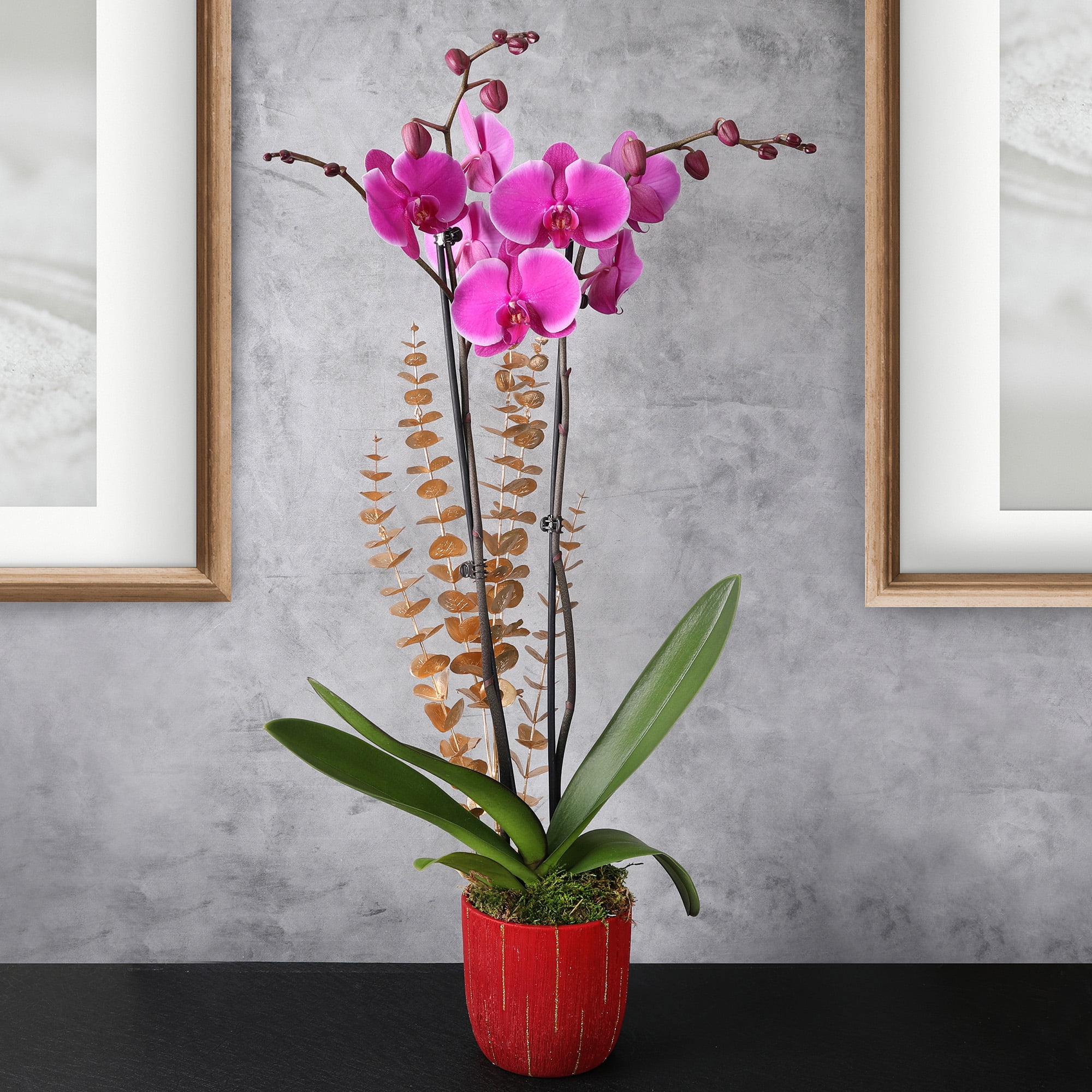 Just Add Ice 16-30" Magenta Orchid in 5" White Ceramic Pot with Gold Eucalyptus Pick, Live Plant, Indirect Light, Indoor House Plant
