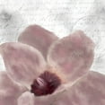 thumbnail image 2 of Kimberly, Allen 20x20 White Modern Wood Framed Museum Art Print Titled - Magnolia Bloom 1, 2 of 4