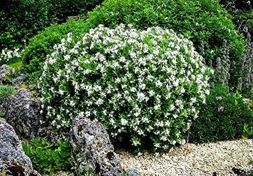Frostproof Gardenia - 10 Live Plants - Fragrant Blooming Shrub - Gardenia Jasminoides