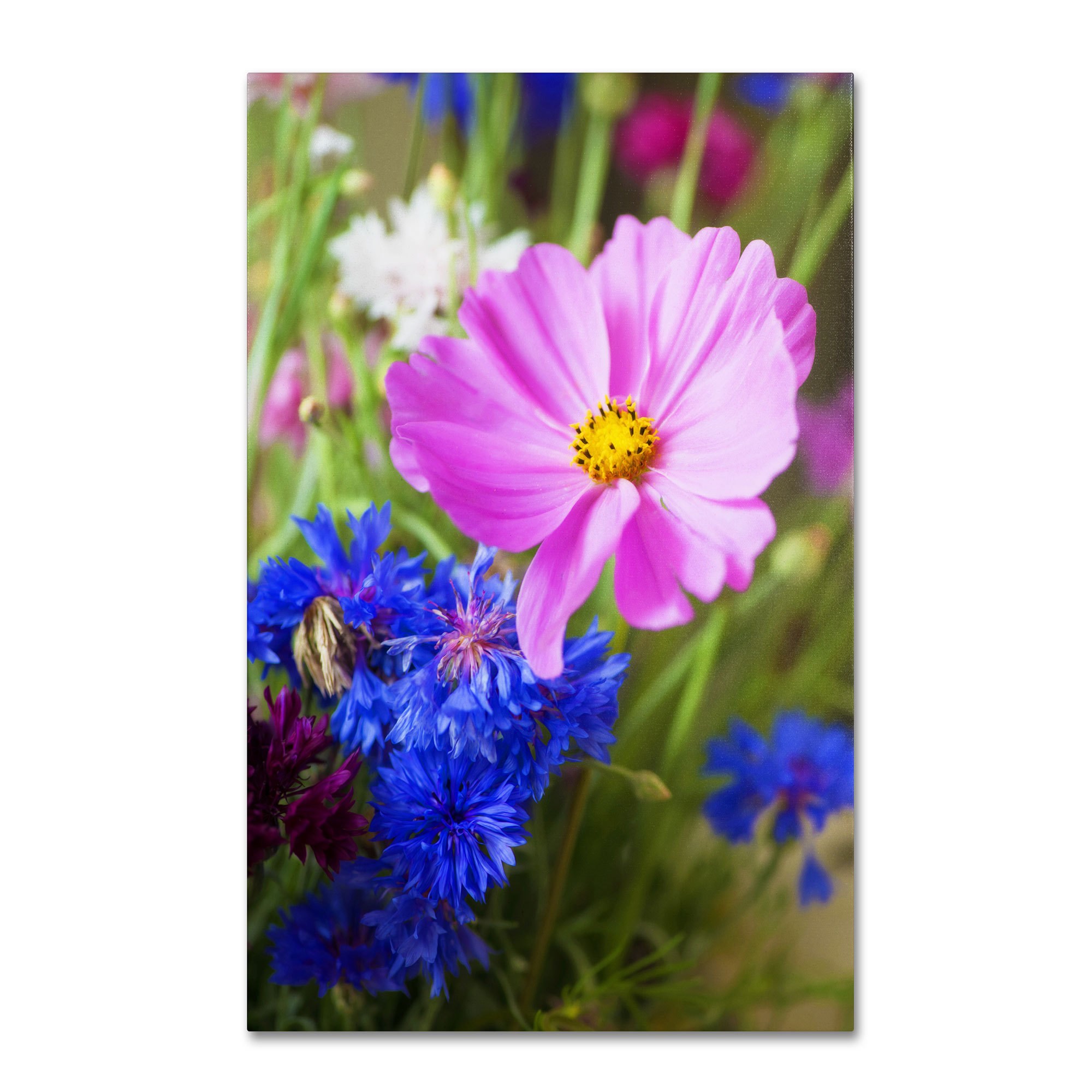 Trademark Fine Art "Cosmo" Canvas Art by Philippe Sainte-Laudy