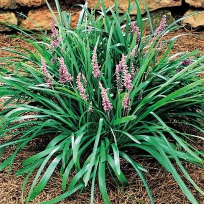Lily Turf - Plant File Liriope Muscari Lily Turf Ian Barker Gardens : Mostly grown for its attractive foliage, liriope muscari (blue lily turf) is an evergreen tuberous perennial forming a dense clump of narrow, arching, dark green leaves.