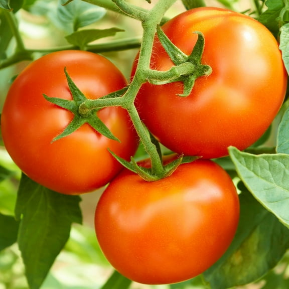 Mountain Valley Seed Company Creole Tomato Seeds 65 Count, Non-GMO Heirloom Vegetable Seeds