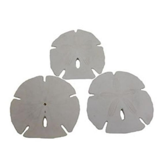 U.S. Shell 08020 Arrowhead Sanddollar - 3 Piece
