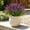 rosy, variant on Artificial Lavender Flowers 12 Bundles Fake Plants for Outdoor Patio Garden Decor 15 Inch Faux Monkey Grass for Porch Indoor -Purple