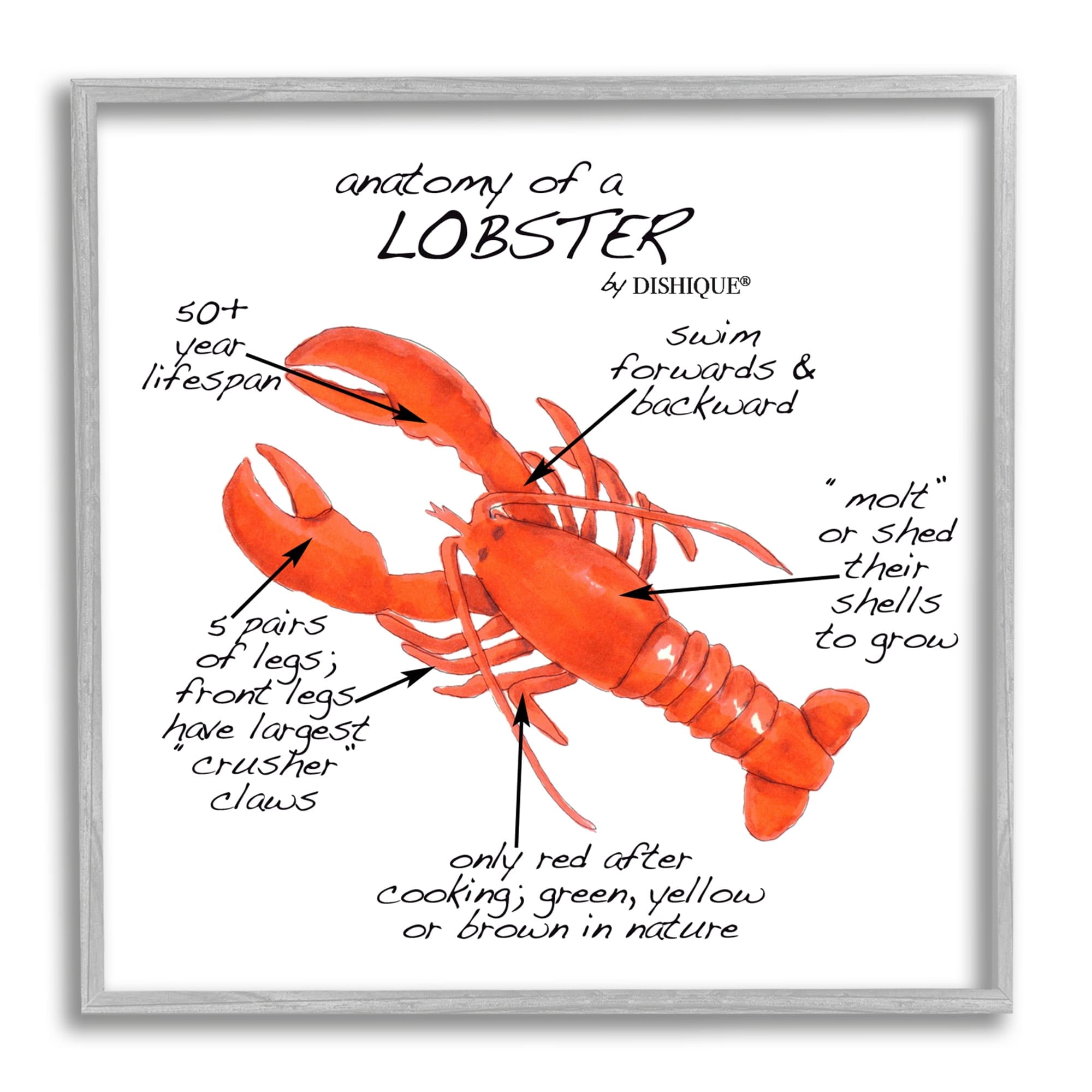 Stupell Industries Lobster Anatomy Nautical Sea Life Learning Chart Graphic Art Gray Framed Art Print Wall Art, Design by Dishique