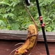 thumbnail image 3 of Butterfly Banana Hammock Outdoor Hanging Butterfly Feeder for Habitat,Garden Decor & Butterfly Attractor Decor 3PCS, 3 of 5