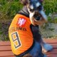 thumbnail image 4 of Jersey de verano para perros pequeños y grandes, para mascotas, ropa para mascotas, labrador, baloncesto, fútbol brillar Electrónica, 4 of 5