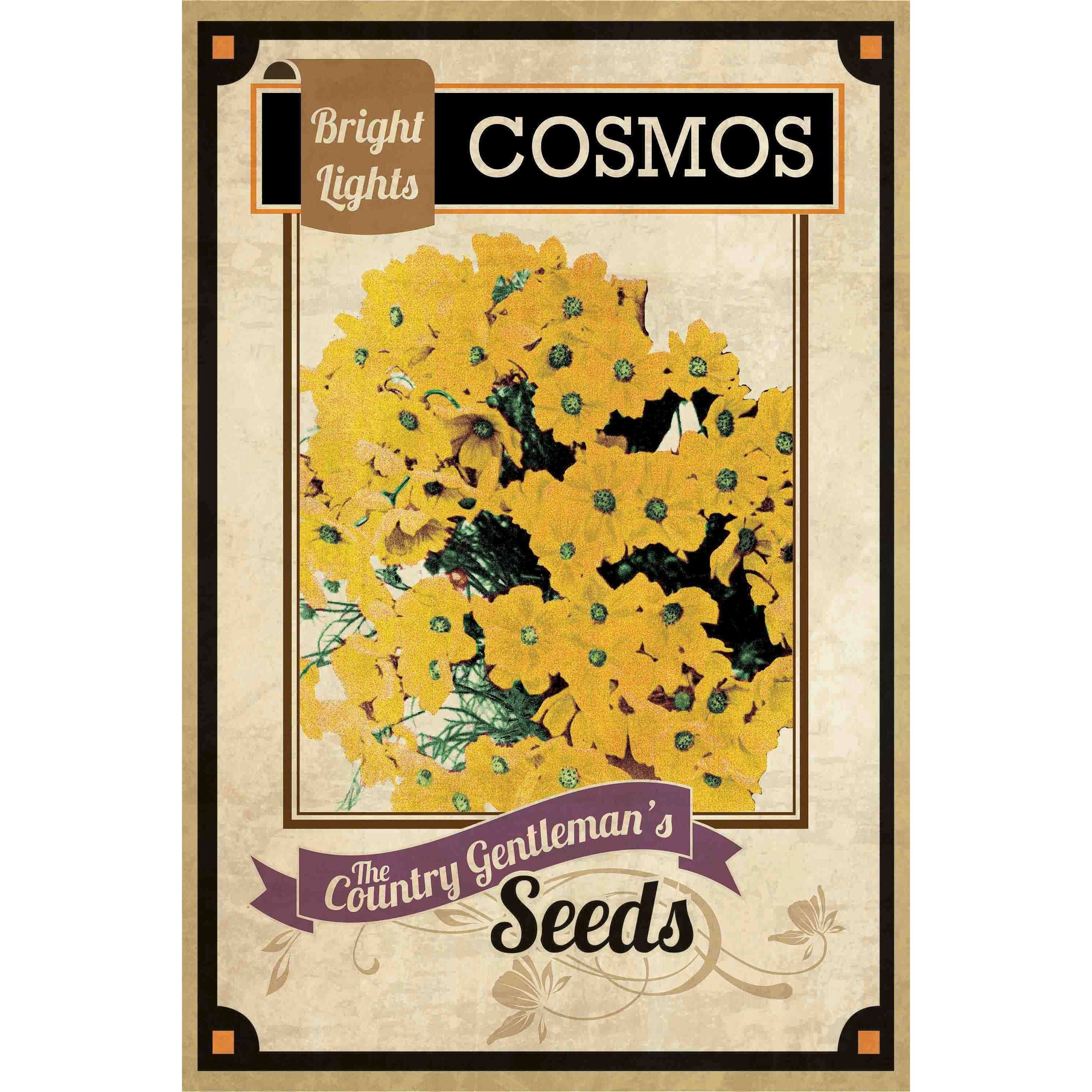 Marmont Hill "Flower Packet Cosmos" Painting Print on Canvas
