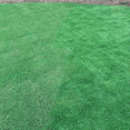 Zenith Zoysia Grass Seeds - 1 Ounce (12,000+ Seeds) For A Tough, Low-Maintenance, Green Lawn