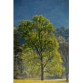 thumbnail image 2 of Wells, Joanne 11x14 White Modern Wood Framed Museum Art Print Titled - Tennessee Tree in morning light in field at Cades Cove, 2 of 4