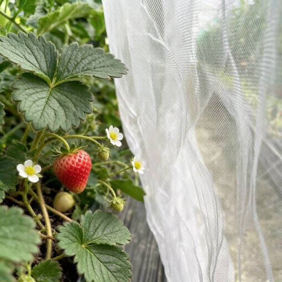 Gogcaro Garden Mesh, Ultra Fine Mesh Bug Insect Barrier for Row Covers, Fruit Trees, Flowers and Vegetable, 8x10ft