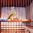 Bird Cage Cleaning Brush Birdcage Broom Cleaner Professional Droppings bird-cage-cleaning-brush-birdcage-broom-cleaner-professional-droppings