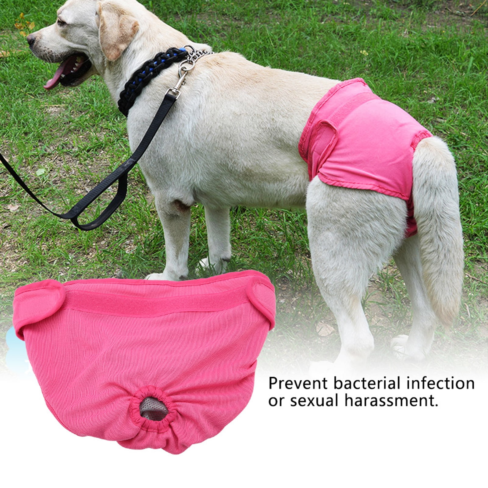 Dog's diaper discount