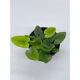thumbnail image 3 of Heart Fern, Hemionitis Arifolia, 4 inch Pot, Heart Leaf, Tongue Fern, 3 of 8