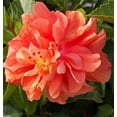 thumbnail image 2 of American Plant Exchange Double Peach Hibiscus Live Bush in 10" Pot, Full Sun, Pet Friendly, 2 of 6