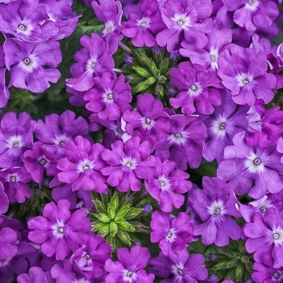 50 Violet Ice Verbena Seeds