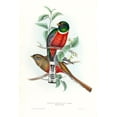 thumbnail image 2 of Gould, John 13x18 Gold Ornate Wood Framed with Double Matting Museum Art Print Titled - Tropical Trogons V, 2 of 4