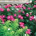 thumbnail image 2 of Heirloom Roses 3'-4' Magenta Red & Light Pink Climbing Roses Live Plants in 1 gal Containers, 2 of 2