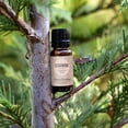 thumbnail image 2 of Edens Garden Cedarwood Around The World Essential Oil- 100% Pure Premium Grade, Undiluted, Natural, Therapeutic, Aromatherapy, The Best for Diffuser, Skin, Face, Hair 30 ml (1 fl oz), 2 of 9