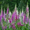 thumbnail image 2 of 1 Gal. Pot, Camelot Lavender Flowering Foxglove Perennial Plant - 1 plant per offer, 2 of 3