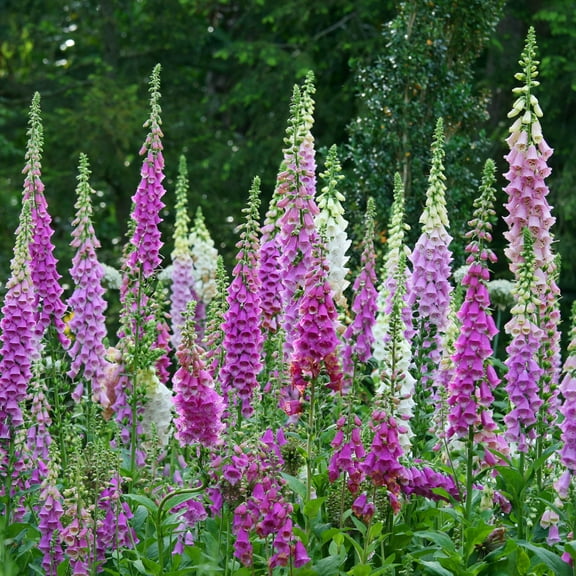 Dalmation Purple Flowering Foxglove Digitalis Dormant Bare Root Perennial Starter Plant, One Plant per Offer