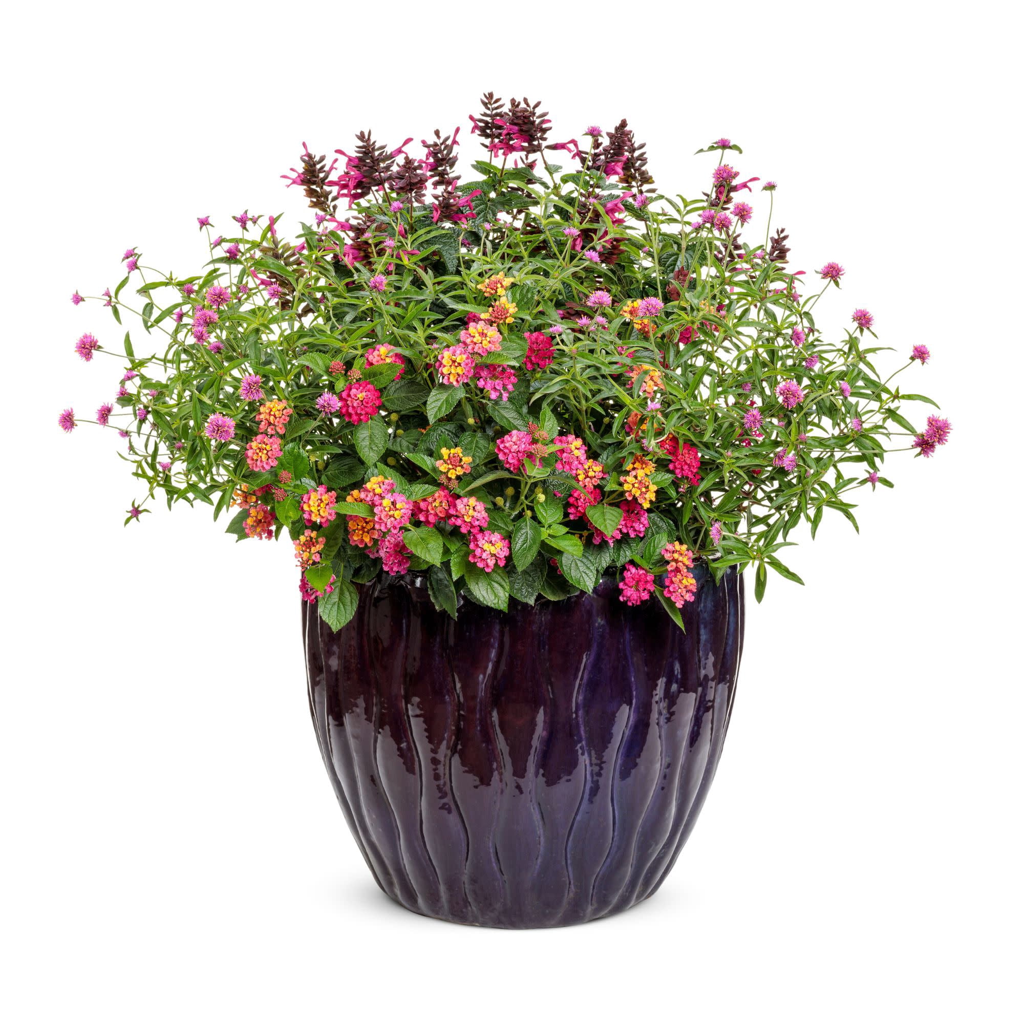 Proven Winners 4" Pink Rockin' Fuchsia Salvia Live Plant in 4.25" Pot (4 Count)